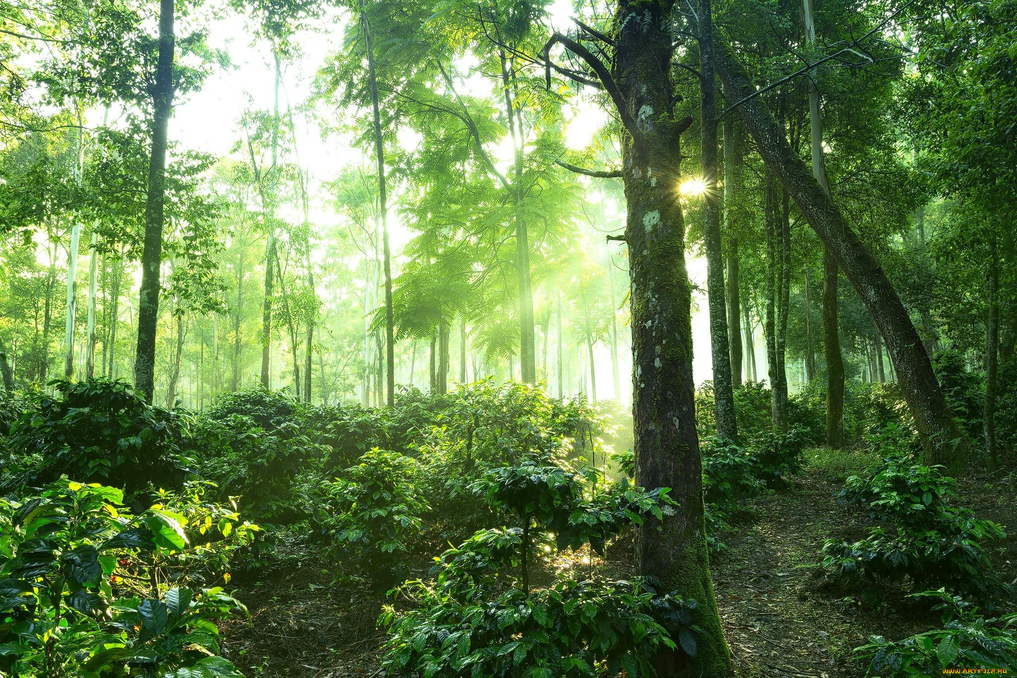 Природа Индонезии леса HD